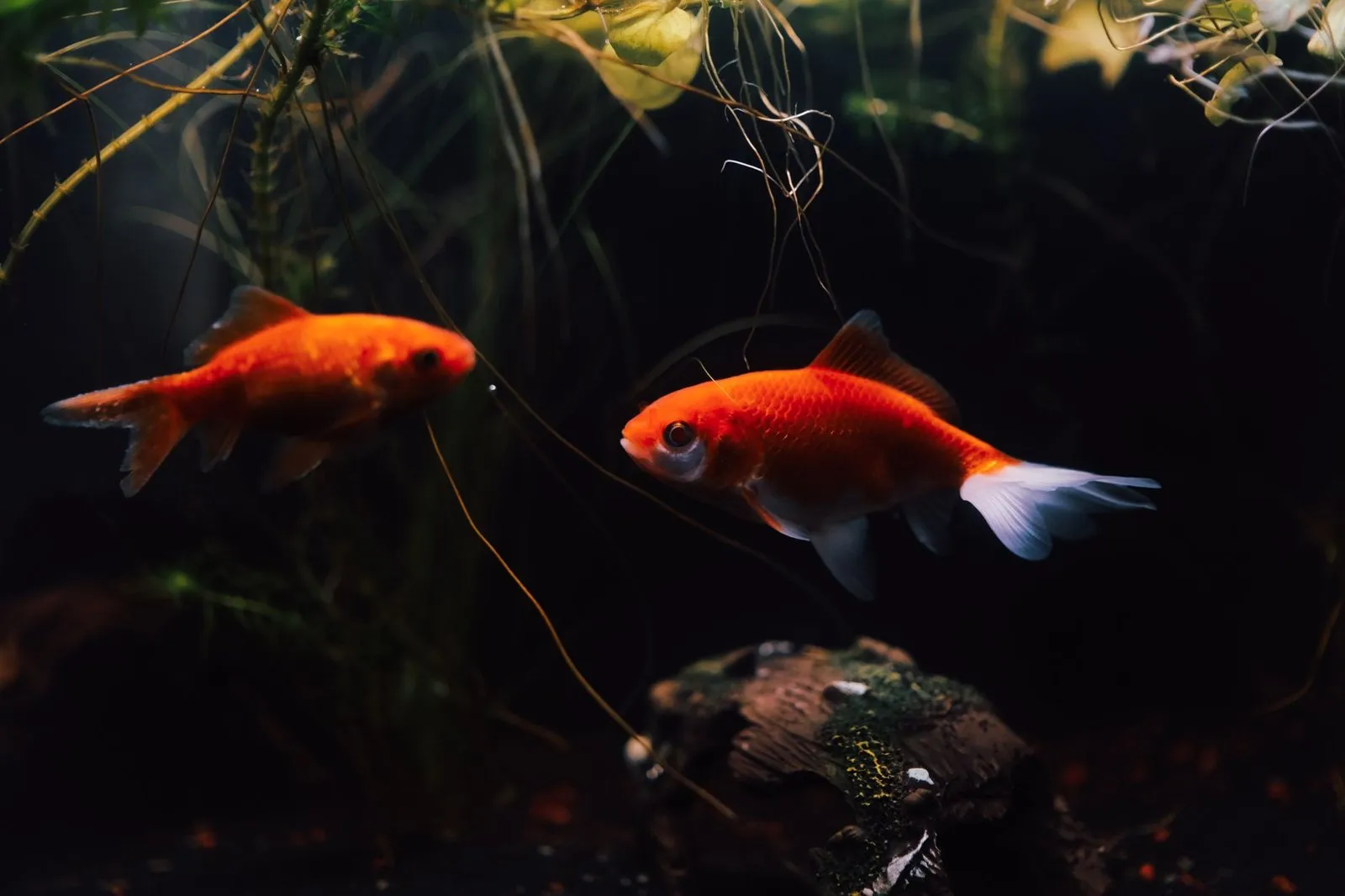 水族藍星特寵展9/19-9/20台中世貿登場！全票200元、10:00開展與交通攻略，附台中寵物友善旅館推薦