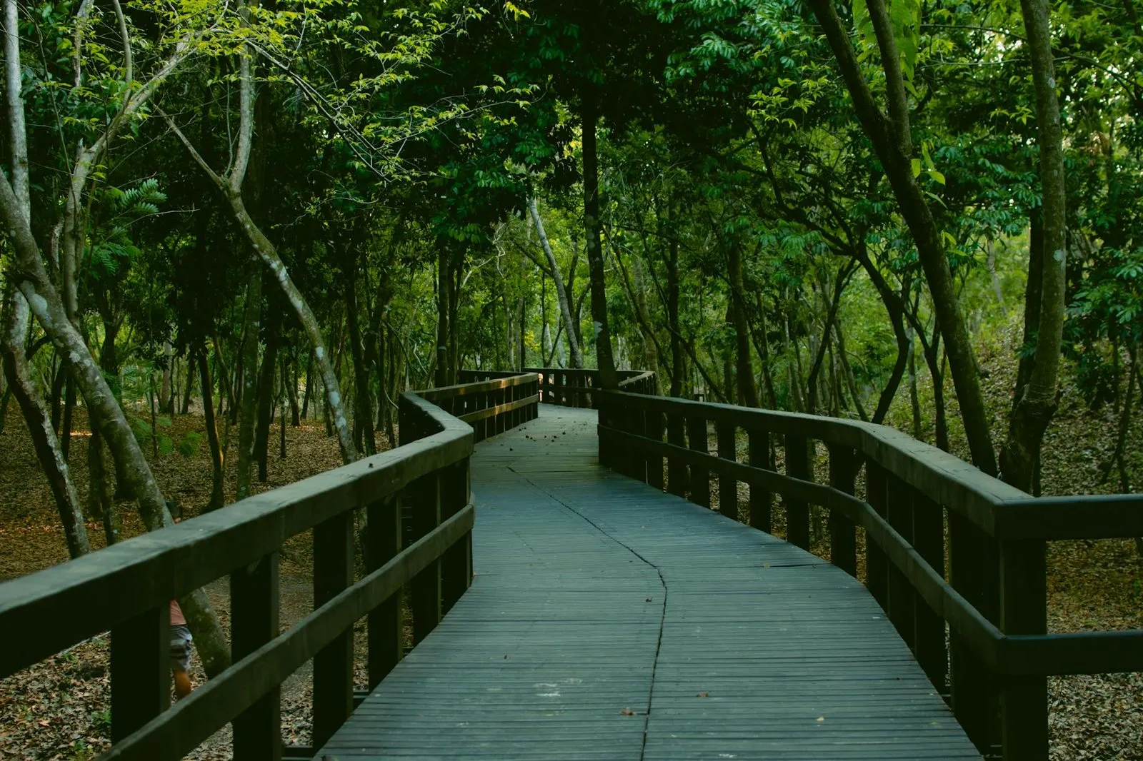台中北屯區拍照新景點|澄石.享自在落羽松步道 + 景觀餐廳,住北屯佩德先生開車 12 分鐘到場