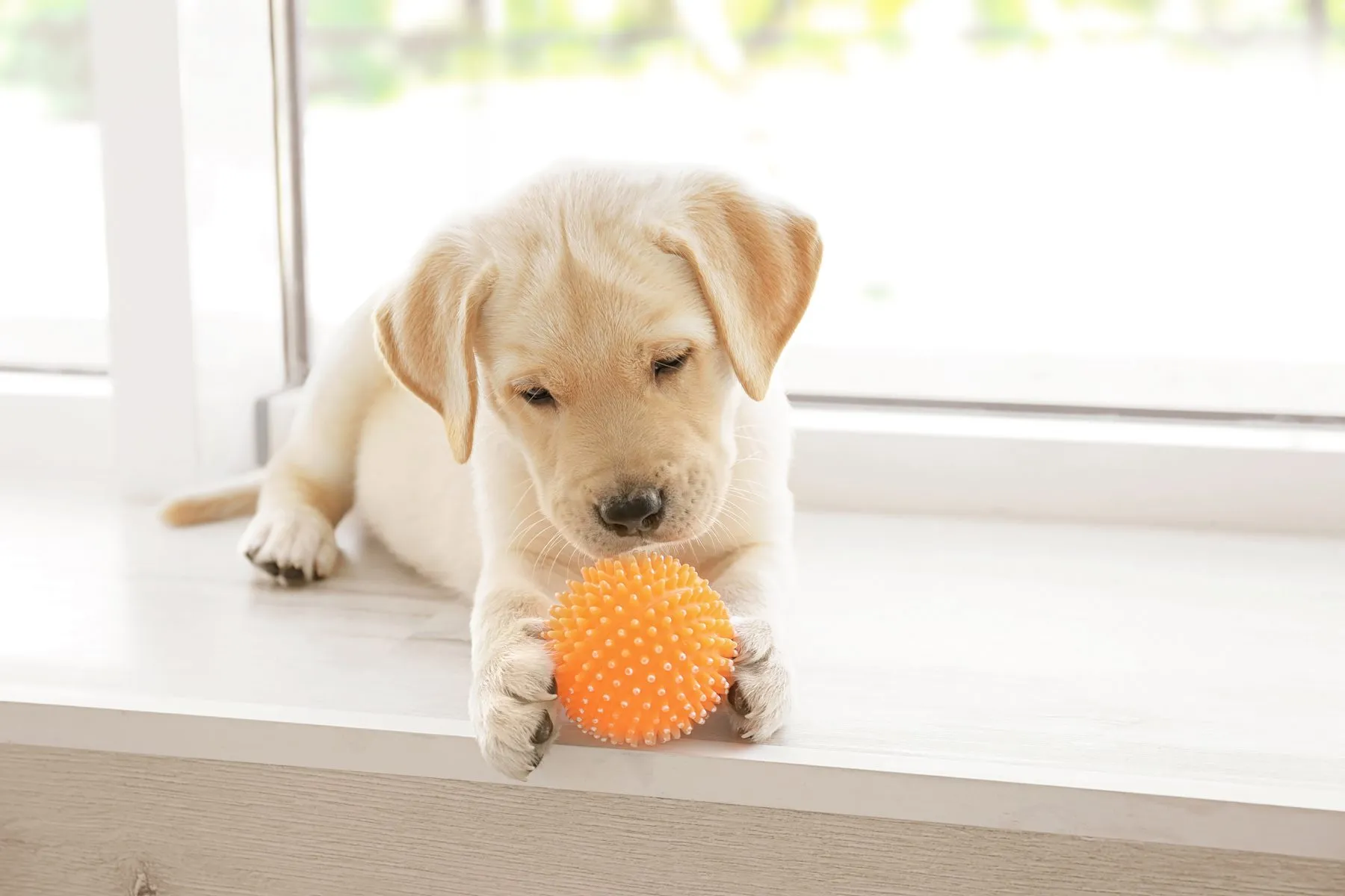 Puppy lying by the window, playing with a ball