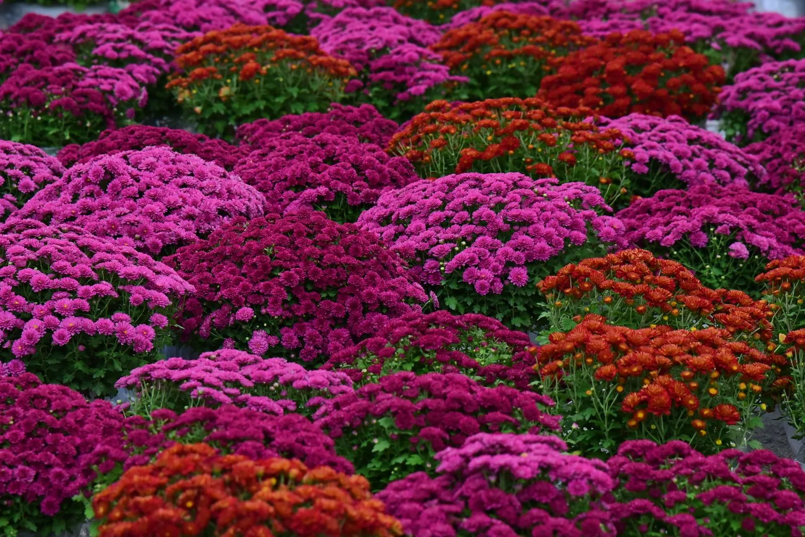 桃紅與橘紅色菊花盆栽排滿苗圃,秋季花海花材